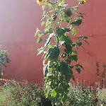 Folwark Malinowy Chrusniak 팜스테이 Bisztynek