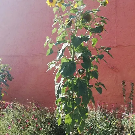 Folwark I Apartameny Malinowy Chrusniak مزرعة للإقامة Bisztynek
