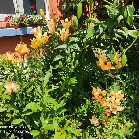 Folwark Malinowy Chrusniak Agroturismo *