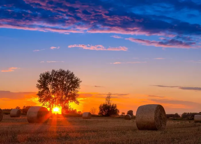Folwark Malinowy Chrusniak Bisztynek